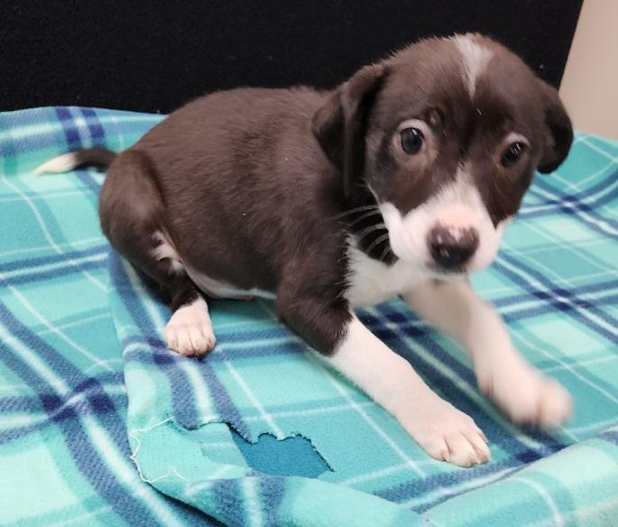 Enlarge Tia, a Adoptable Mixed Breed in Neillsville, WI image 3/5