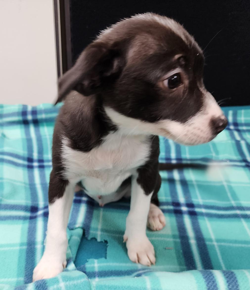 Enlarge Tia, a Adoptable Mixed Breed in Neillsville, WI image 2/5