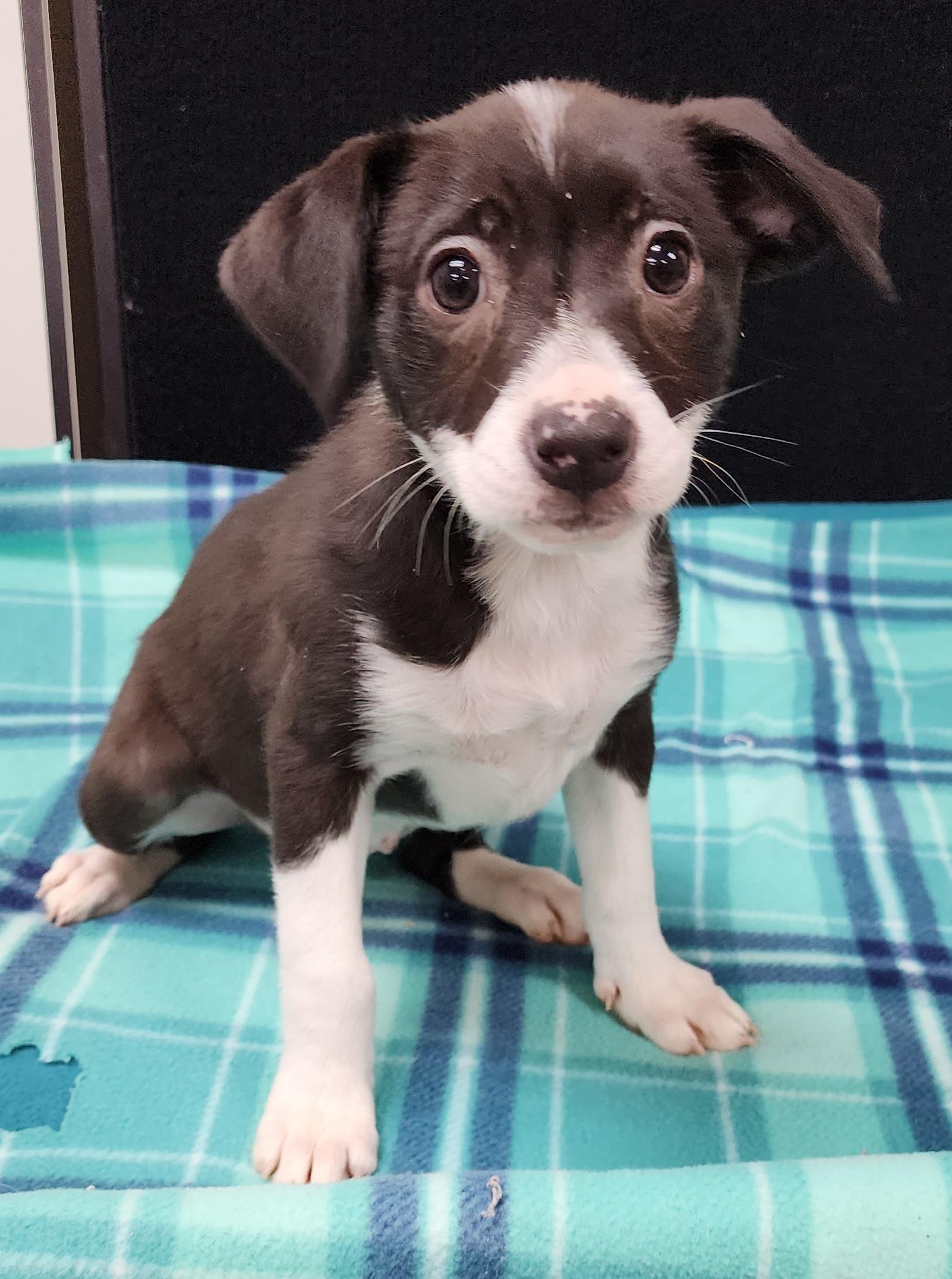 Enlarge Tia, a Adoptable Mixed Breed in Neillsville, WI image 1/5