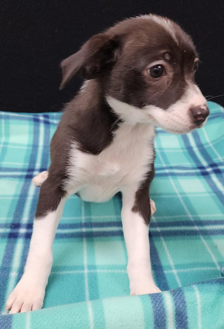 Enlarge Tia, a Adoptable Mixed Breed in Neillsville, WI image 5/5