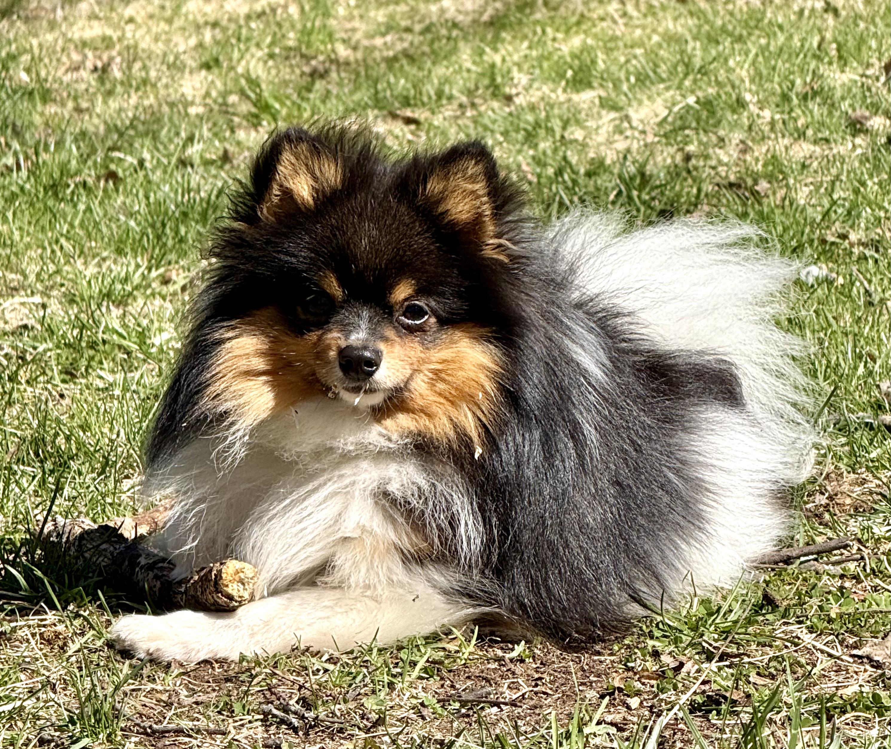 Salsa, Adoptable, Young Male Pomeranian.