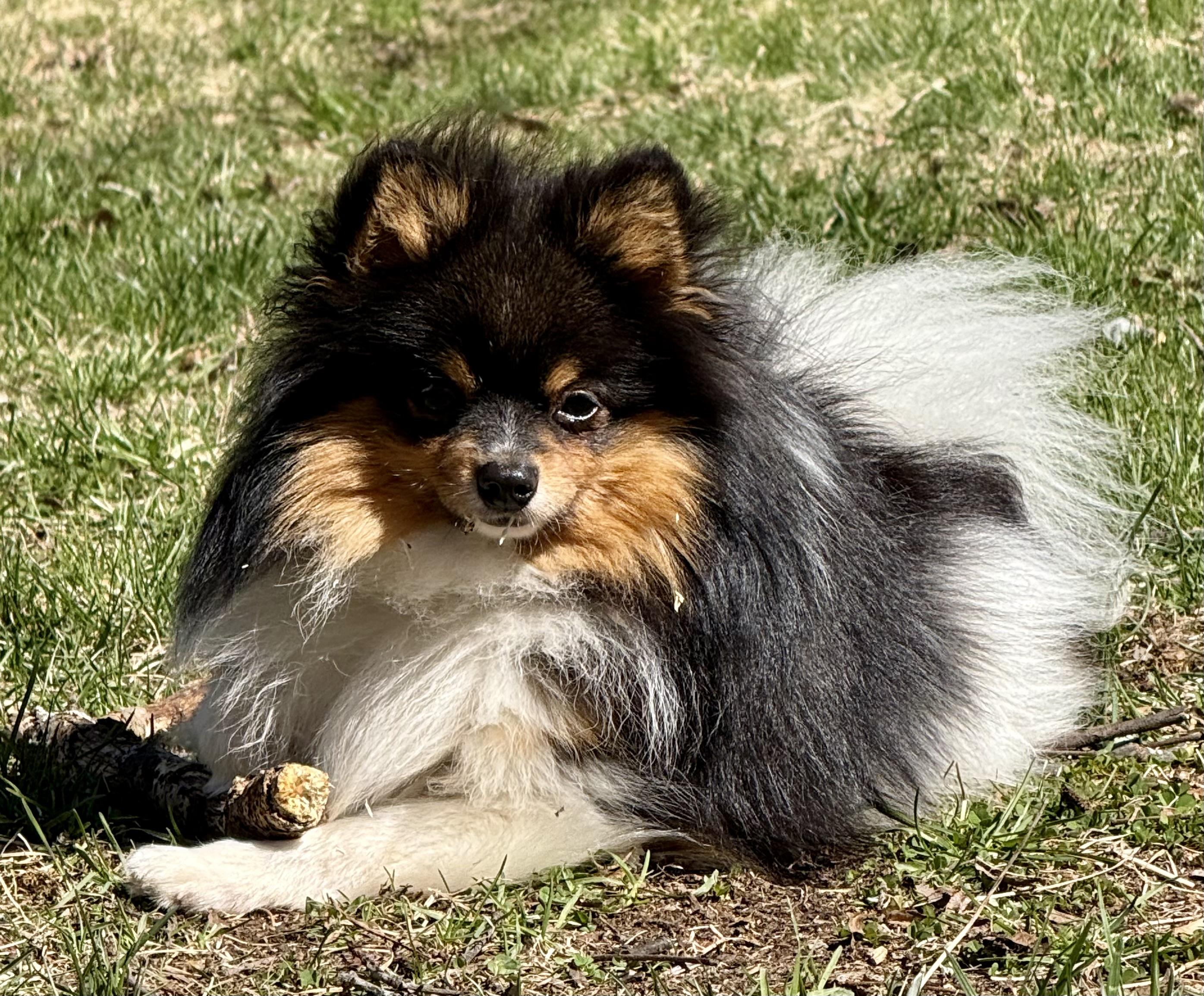 Enlarge Salsa, a Adoptable Pomeranian in Tomkins Cove, NY image 4/5