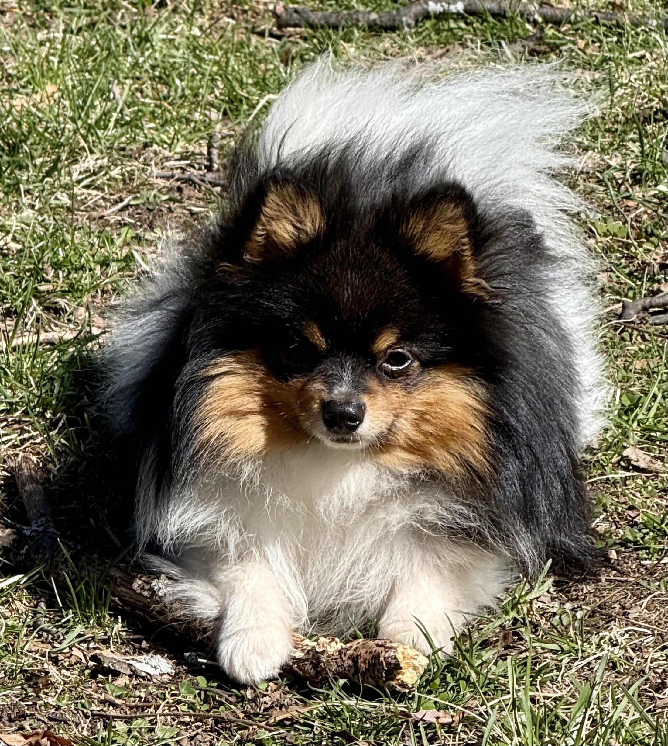Enlarge Salsa, a Adoptable Pomeranian in Tomkins Cove, NY image 2/5
