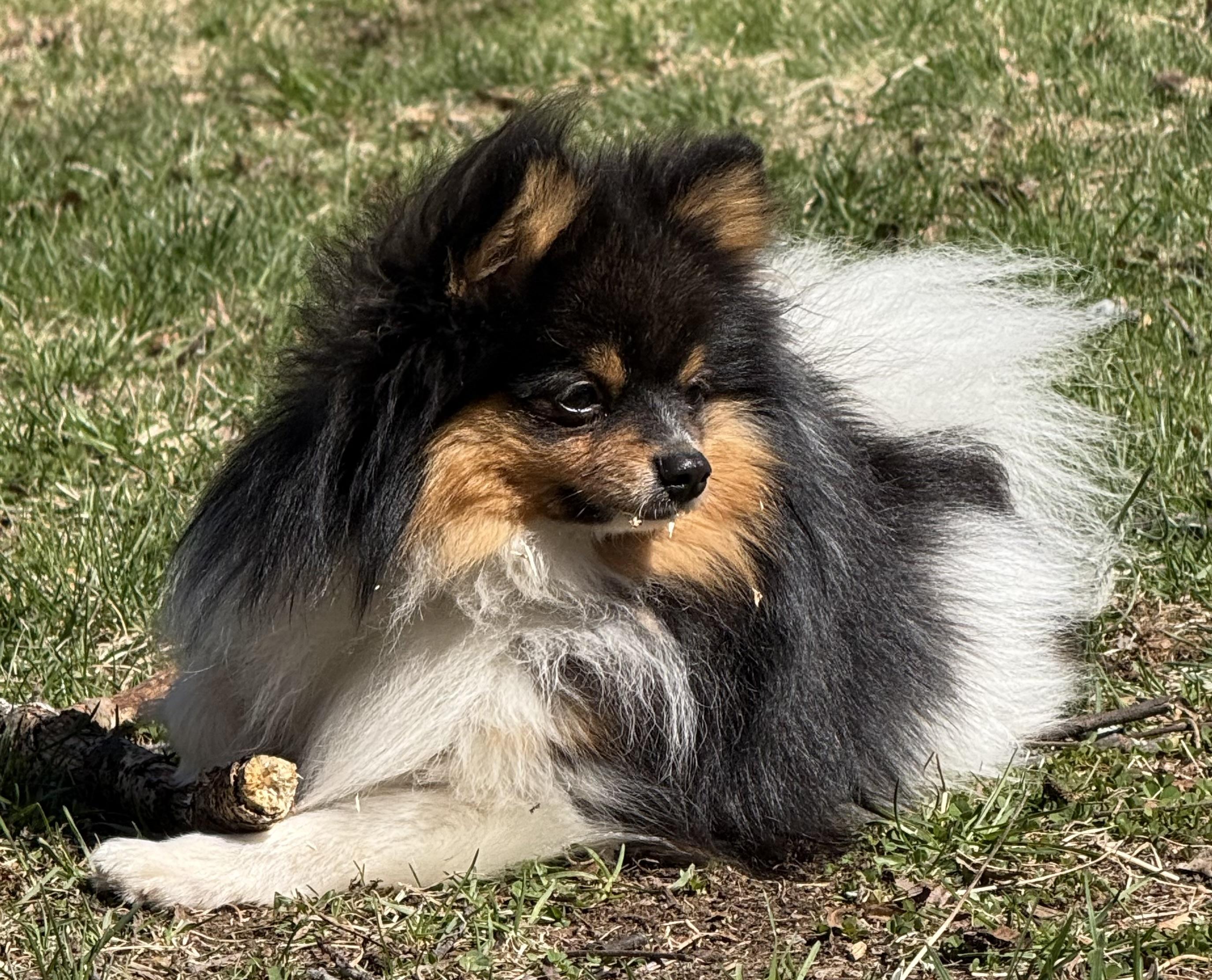 Enlarge Salsa, a Adoptable Pomeranian in Tomkins Cove, NY image 3/5