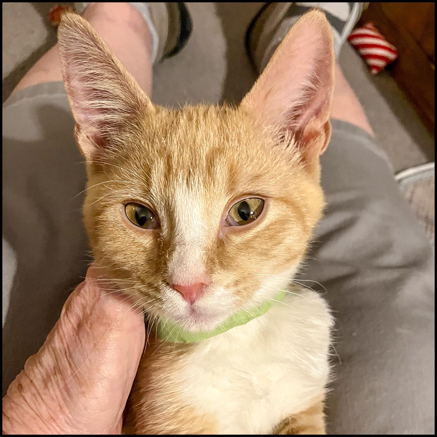 Jermaine, Adoptable, Young Male Domestic Short Hair & Tabby.