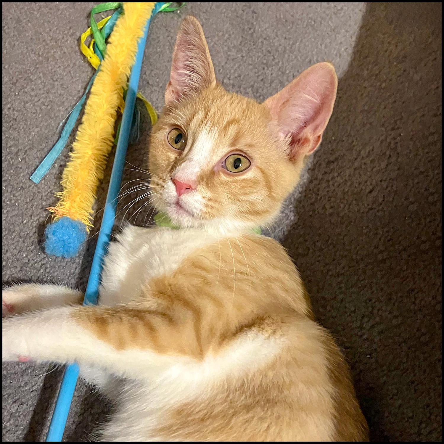 Enlarge Jermaine, a Adoptable mixed breed in Roswell, GA image 2/2