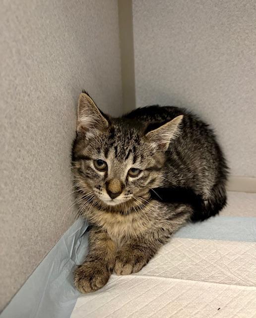 Enlarge Jill, an adoptable Domestic Short Hair in Winter Haven, FL image 1/1