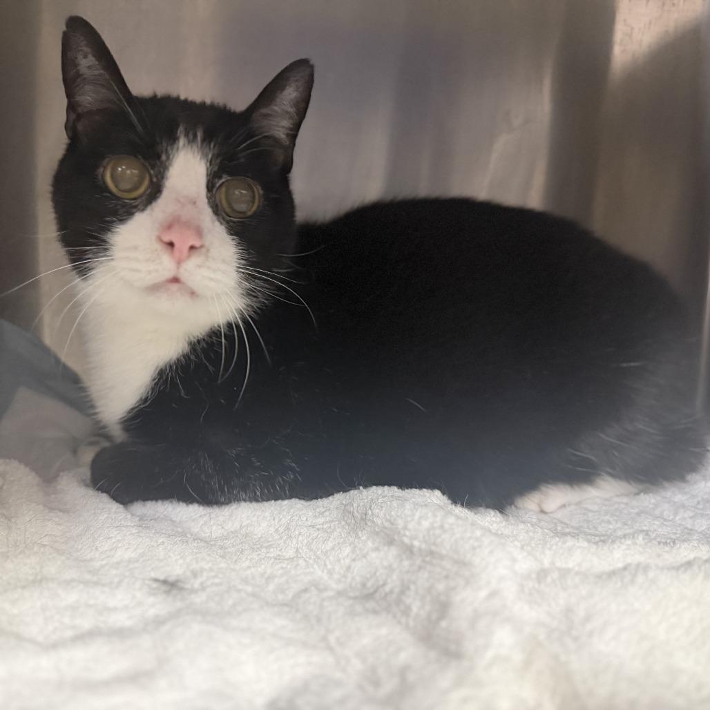 Boo Boo, Adoptable, Senior Male Domestic Short Hair.