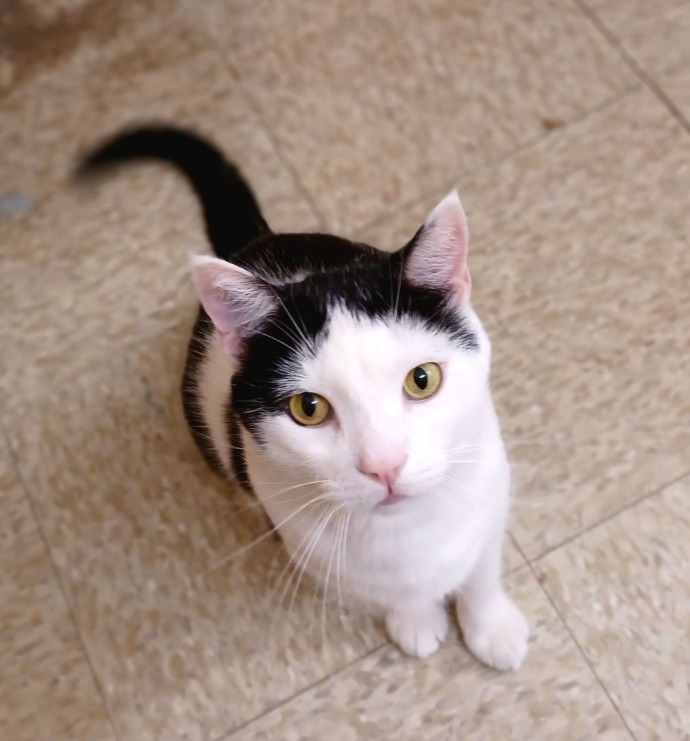 Enlarge Mr. Chubbz (bonded to Layla), a Adoptable American Shorthair in Manhattan Beach, CA image 1/5