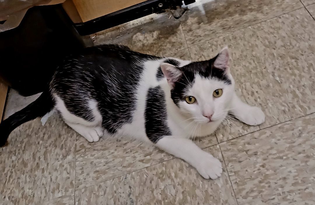 Enlarge Mr. Chubbz (bonded to Layla), a Adoptable American Shorthair in Manhattan Beach, CA image 2/5