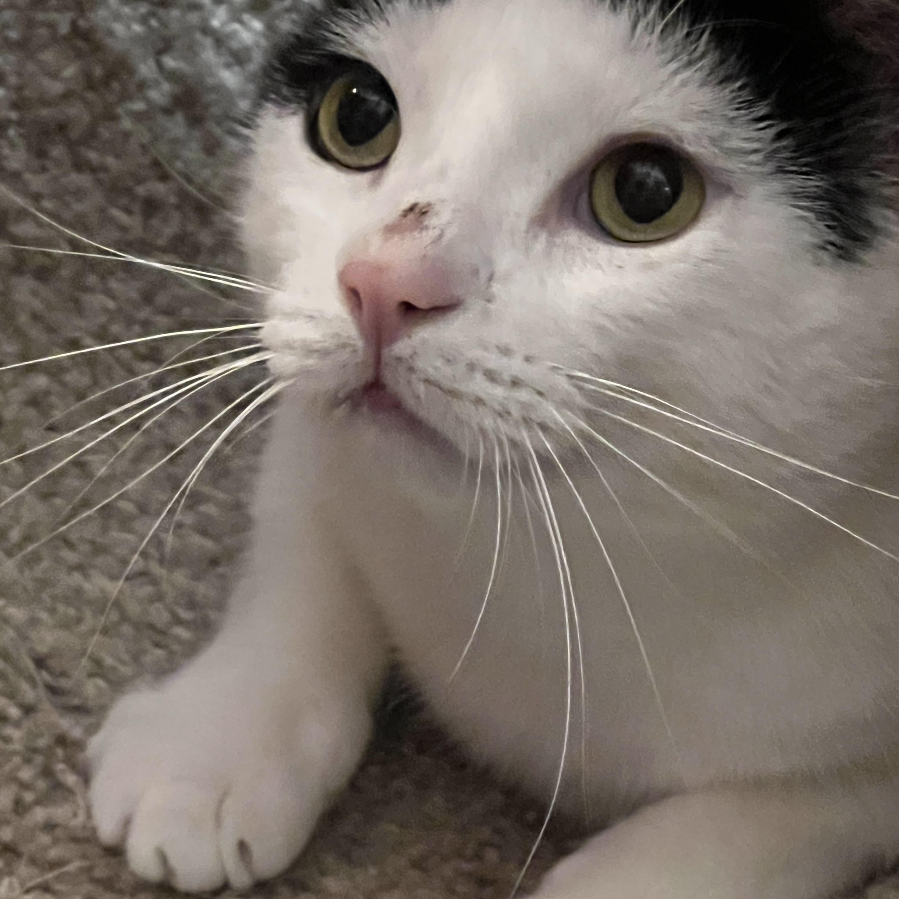 Enlarge Mr. Chubbz (bonded to Layla), a Adoptable American Shorthair in Manhattan Beach, CA image 3/5