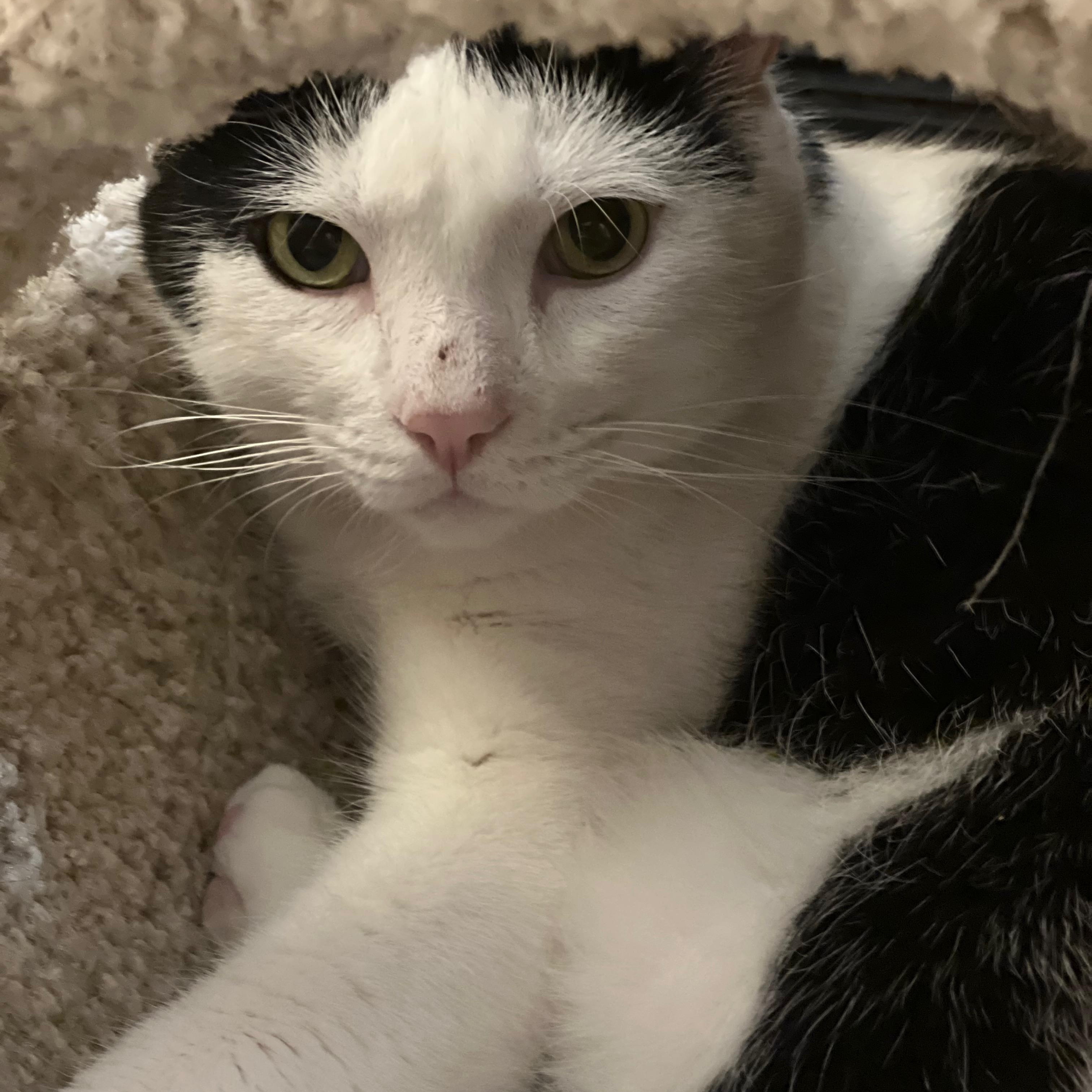 Enlarge Mr. Chubbz (bonded to Layla), a Adoptable American Shorthair in Manhattan Beach, CA image 4/5