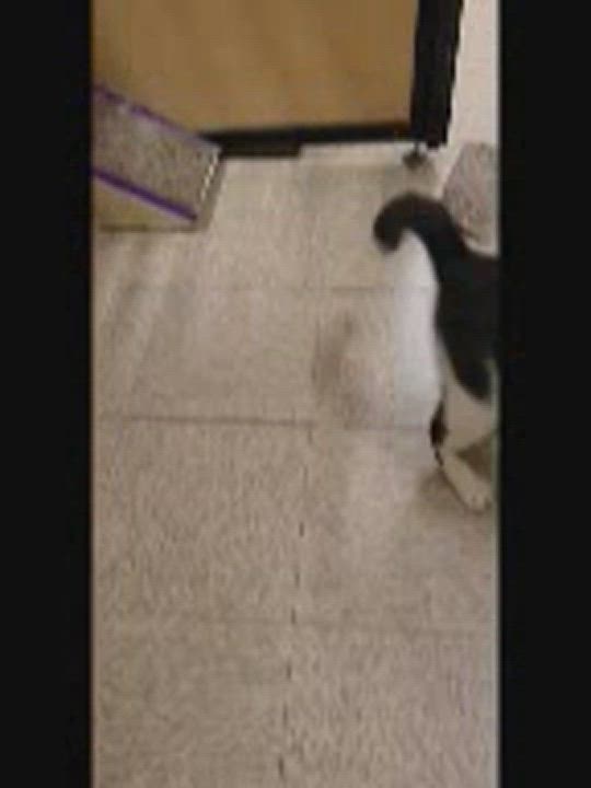 Enlarge Mr. Chubbz (bonded to Layla), a Adoptable American Shorthair in Manhattan Beach, CA video 5/5