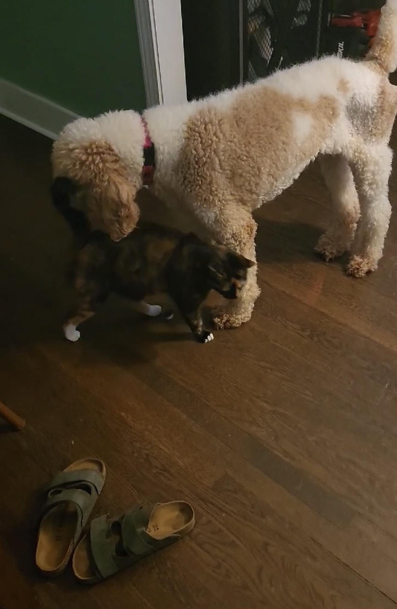 Enlarge Linda, a Adoptable Standard Poodle in Jackson, GA image 2/6