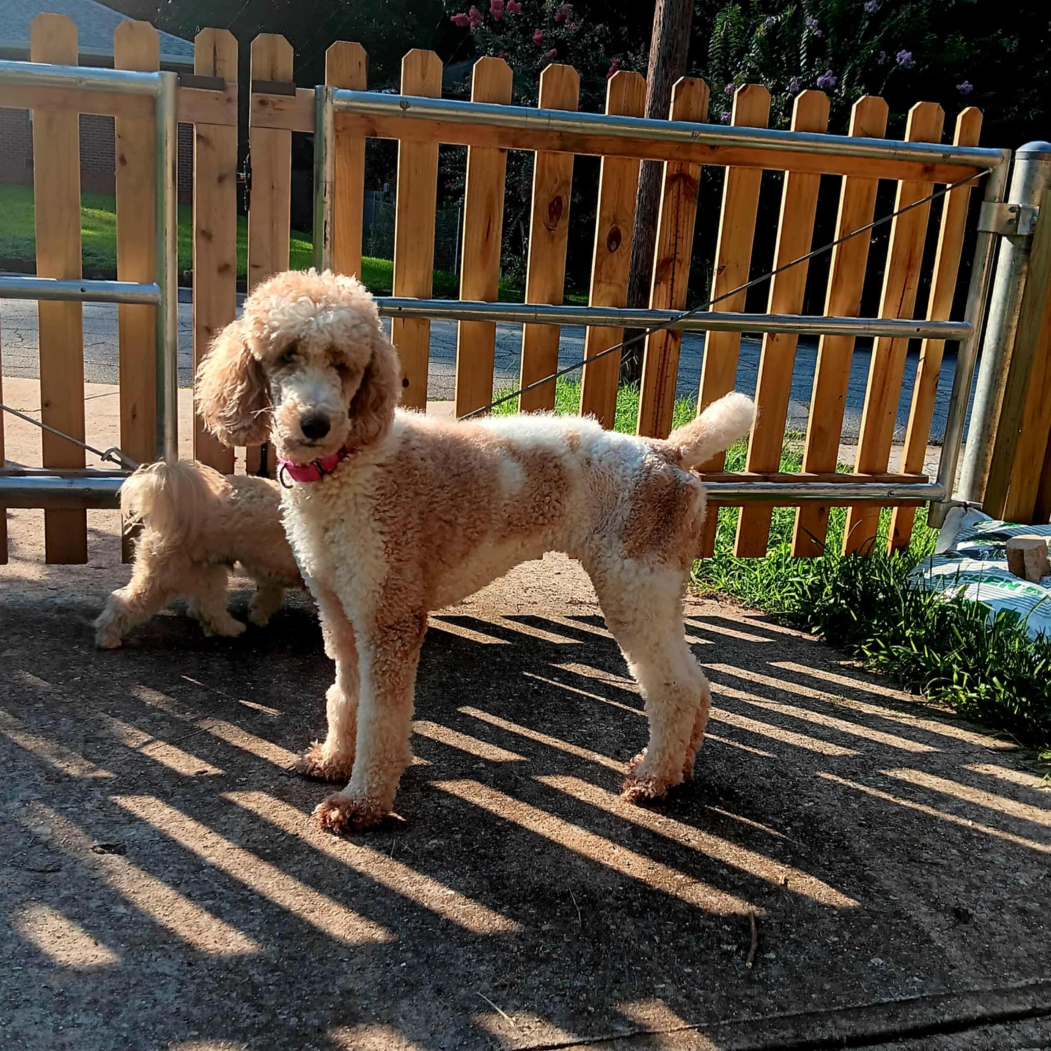 Enlarge Linda, a Adoptable Standard Poodle in Jackson, GA image 4/6