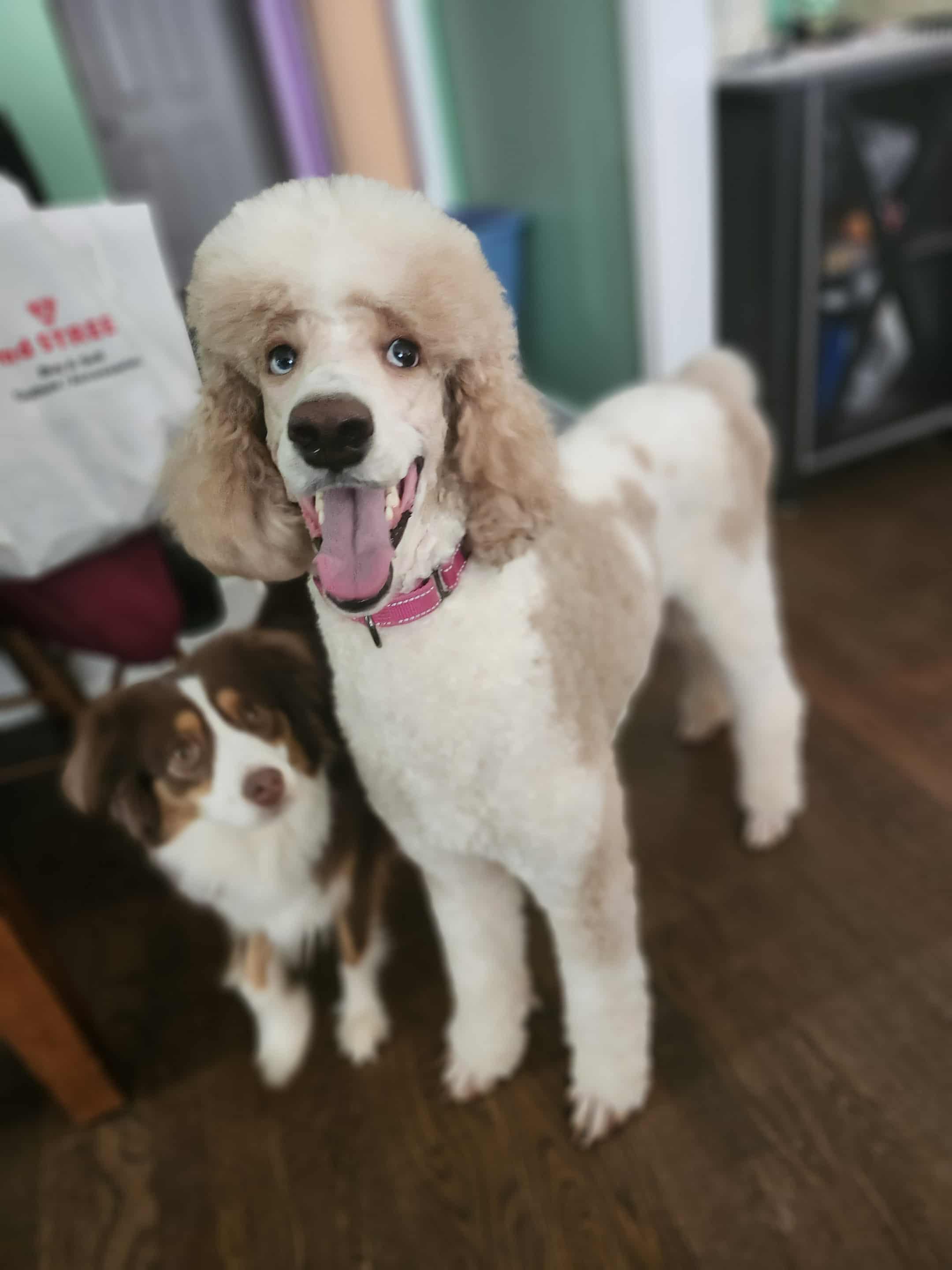 Enlarge Linda, a Adoptable Standard Poodle in Jackson, GA image 3/6