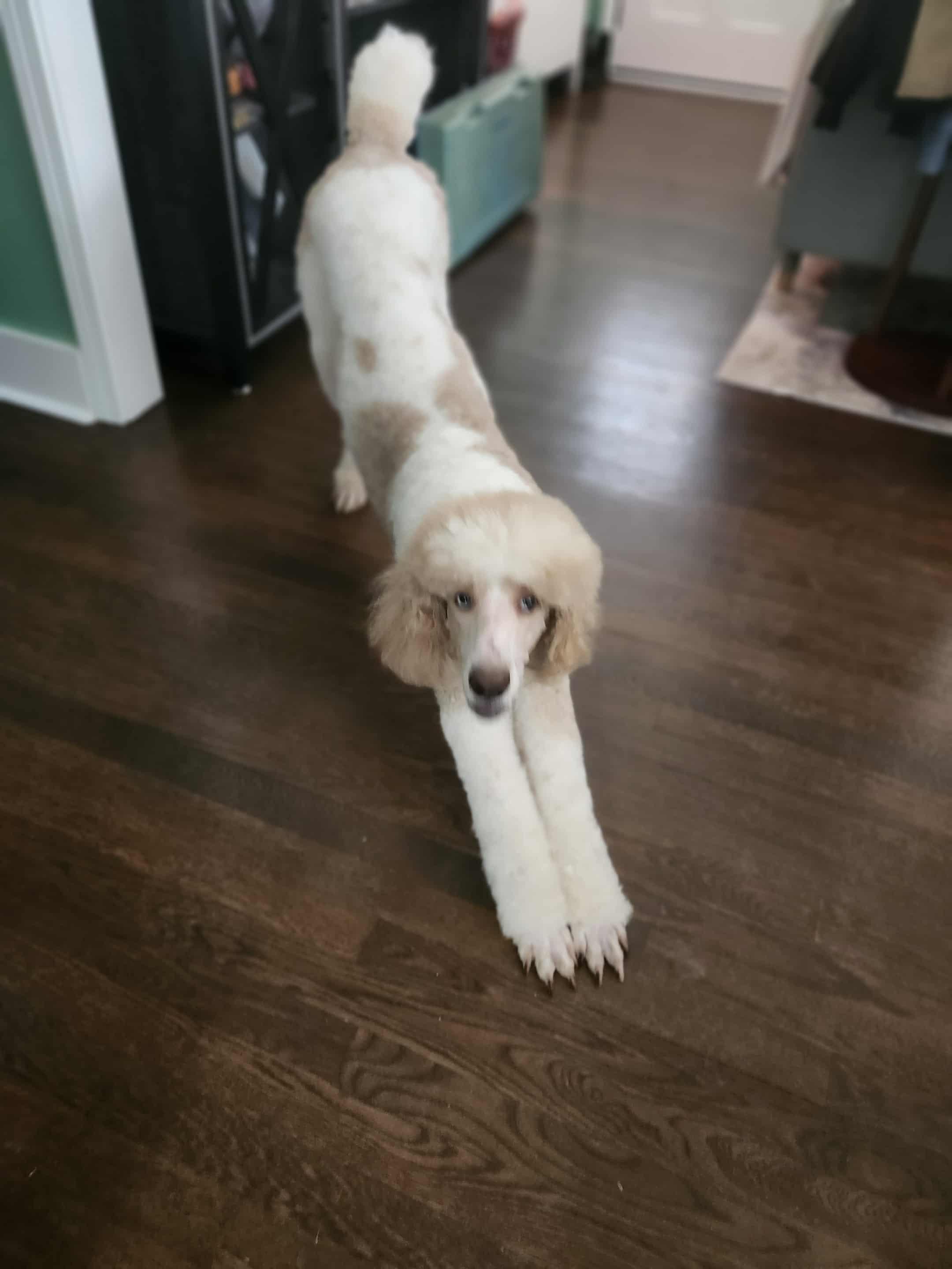 Enlarge Linda, a Adoptable Standard Poodle in Jackson, GA image 6/6