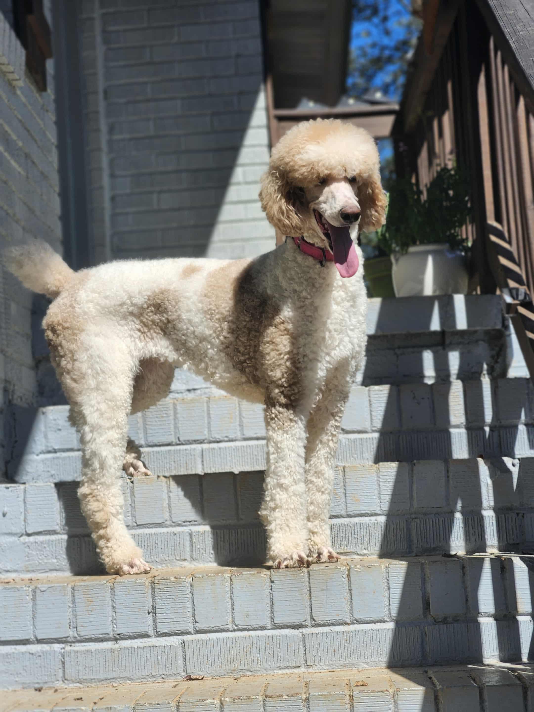 Enlarge Linda, a Adoptable Standard Poodle in Jackson, GA image 5/6
