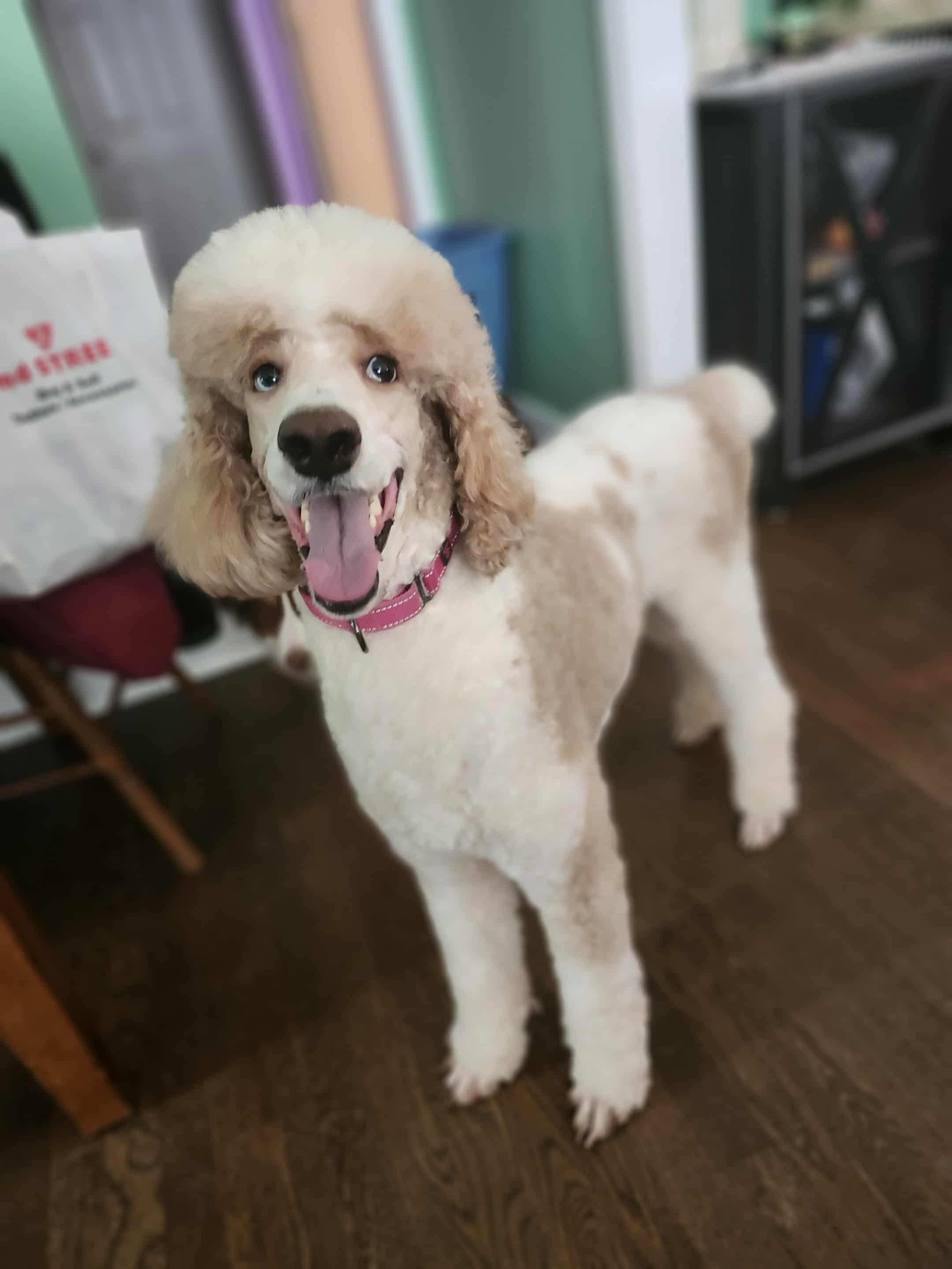 Enlarge Linda, a Adoptable Standard Poodle in Jackson, GA image 1/6