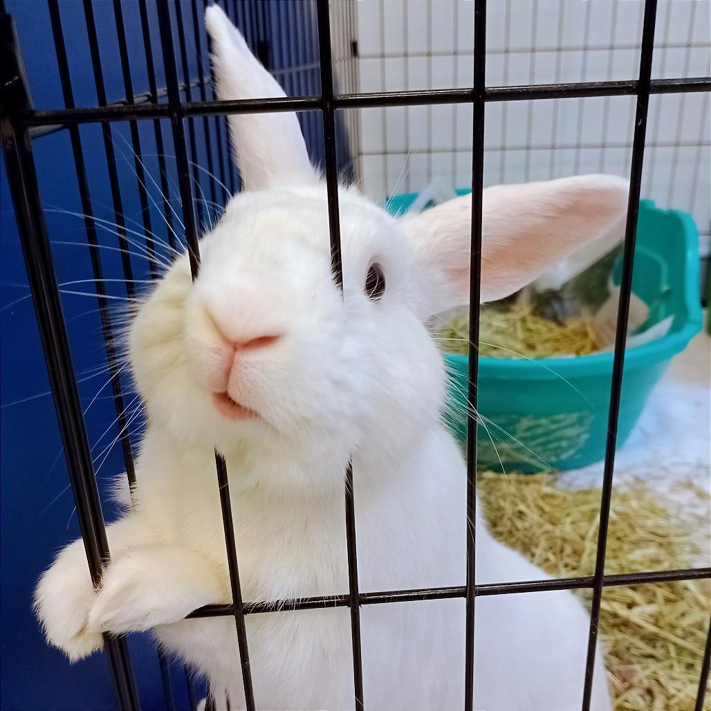 Enlarge Foo Foo, a Adoptable American in Murray, UT image 1/3