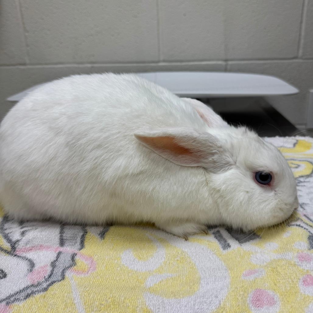 Enlarge Foo Foo, a Adoptable American in Murray, UT image 2/3