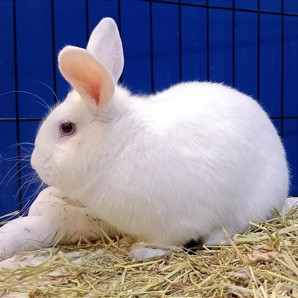 Enlarge Foo Foo, a Adoptable American in Murray, UT image 3/3