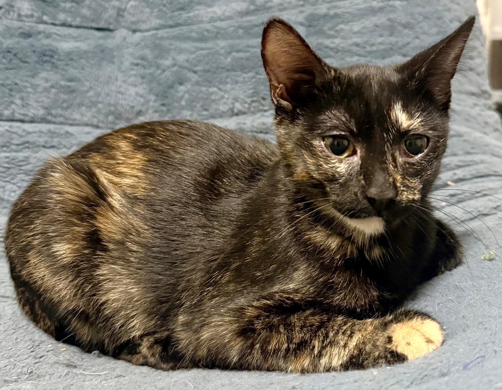 Enlarge Rainbow, a Adoptable Domestic Short Hair in Shawnee, KS image 1/3