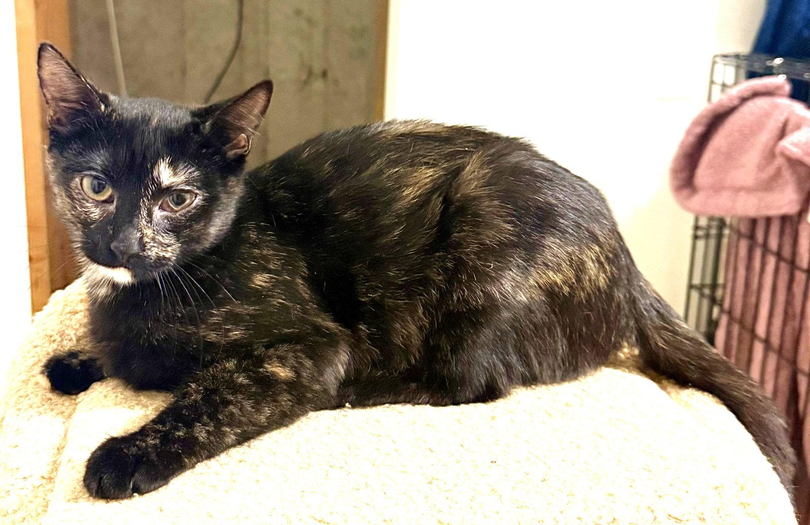 Enlarge Rainbow, a Adoptable Domestic Short Hair in Shawnee, KS image 2/3