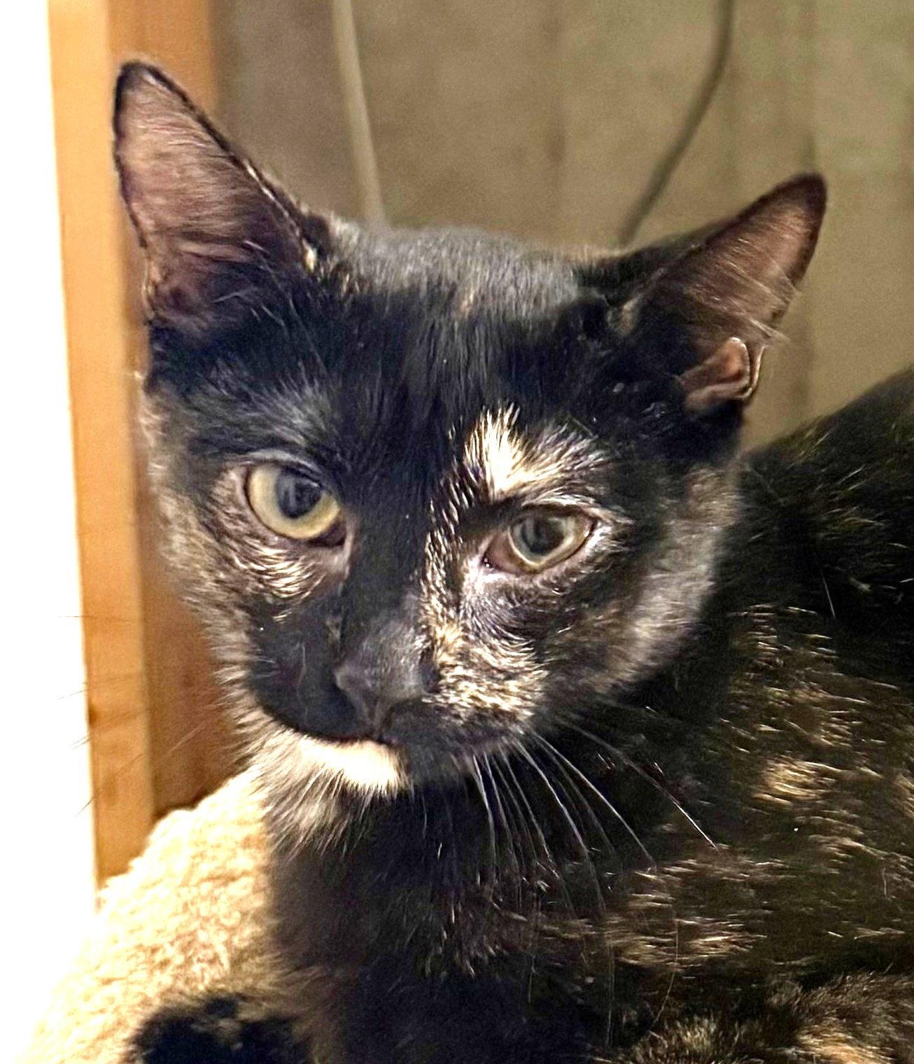Enlarge Rainbow, a Adoptable Domestic Short Hair in Shawnee, KS image 3/3