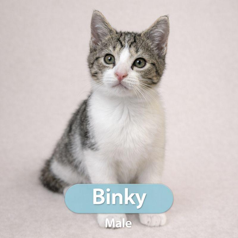 Enlarge Binky, a ADOPTABLE Domestic Short Hair in Parkland, FL image 1/2