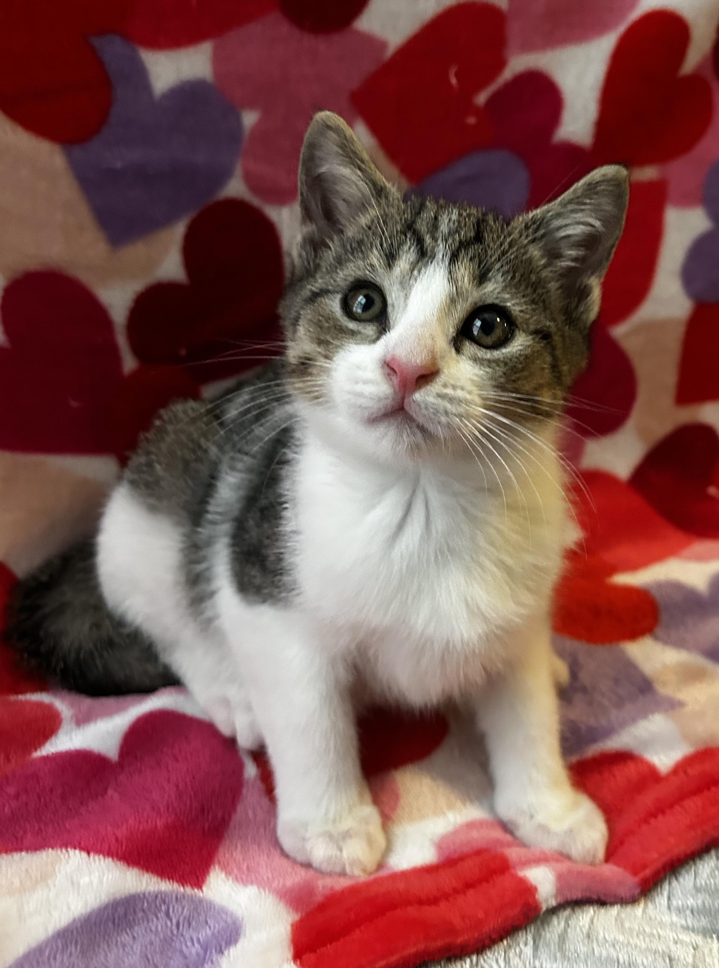 Enlarge Binky, a ADOPTABLE Domestic Short Hair in Parkland, FL image 2/2