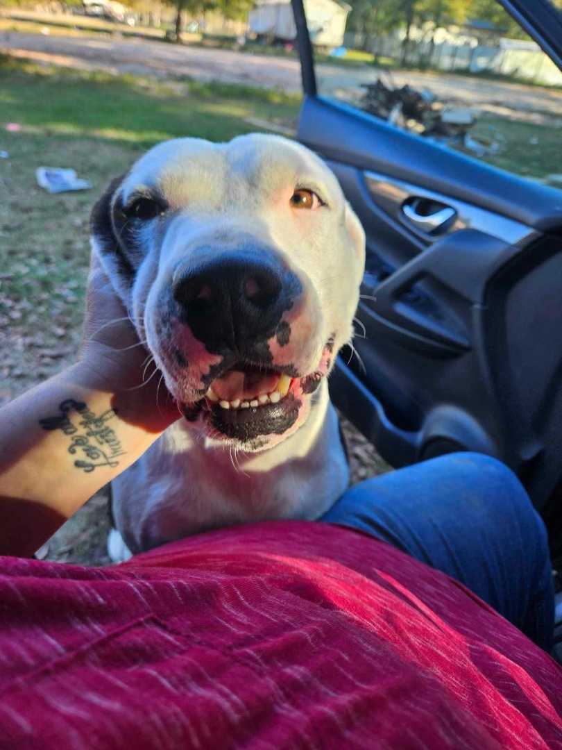 Hank, a Adoptable Mixed Breed in fennville, MI image 4/6