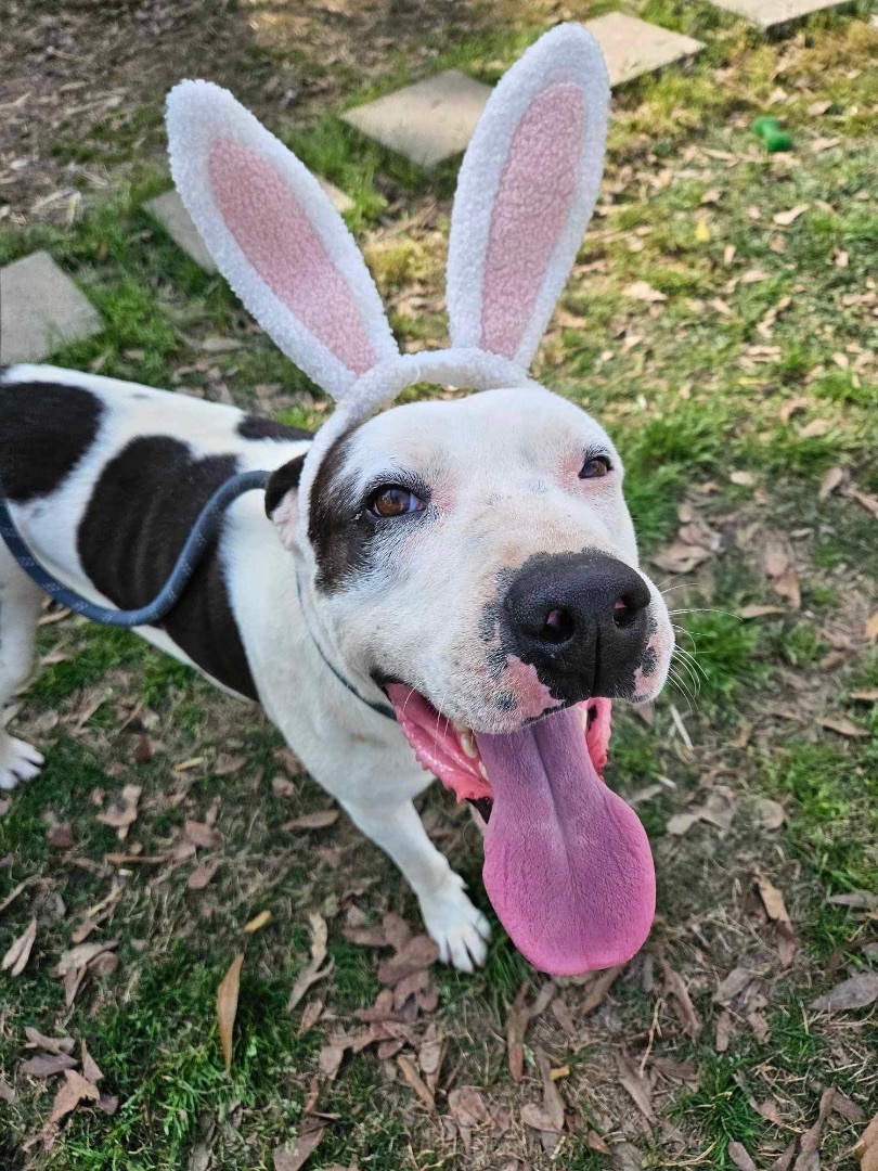 Hank, a Adoptable Mixed Breed in fennville, MI image 5/6