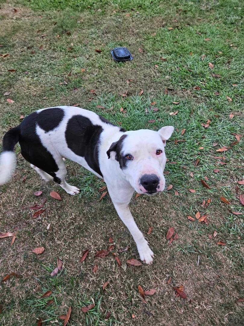 Hank, Adult Male Mixed Breed