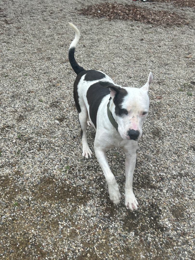 Hank, a Adoptable Mixed Breed in fennville, MI image 2/6