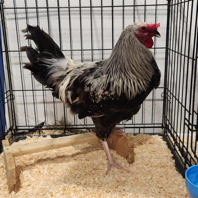 Enlarge DENNY, a Adoptable Chicken in Methuen, MA image 1/1