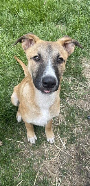Enlarge **CASSIUS**, a Adoptable Shepherd in North Prairie, WI image 1/3