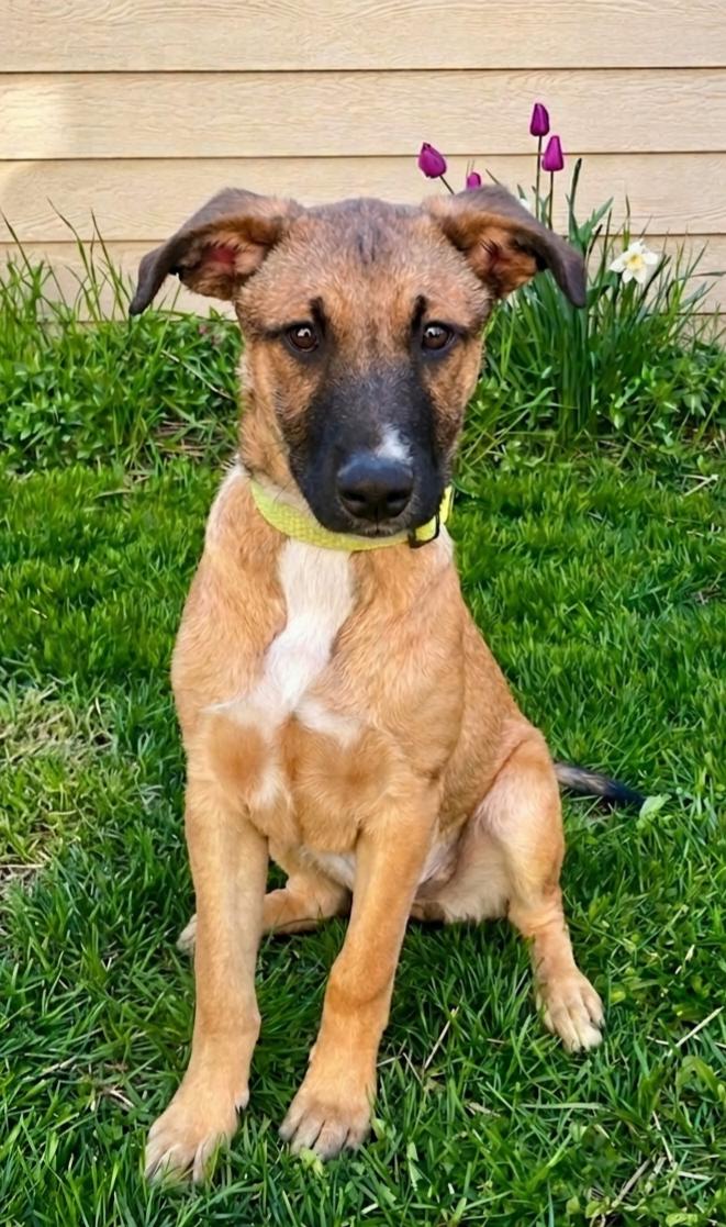 **CASSIUS**, Adoptable, Puppy Male Shepherd.