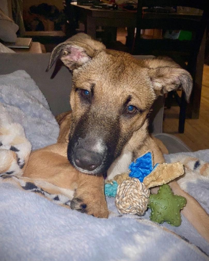 Enlarge **CASSIUS**, a Adoptable Shepherd in North Prairie, WI image 2/2
