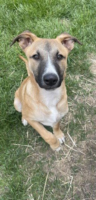 Enlarge **CASSIUS**, a Adoptable Shepherd in North Prairie, WI image 2/3