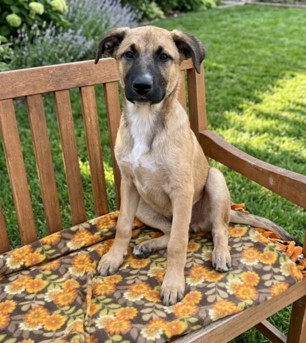 **CASSIUS**, Adoptable, Puppy Male Shepherd.