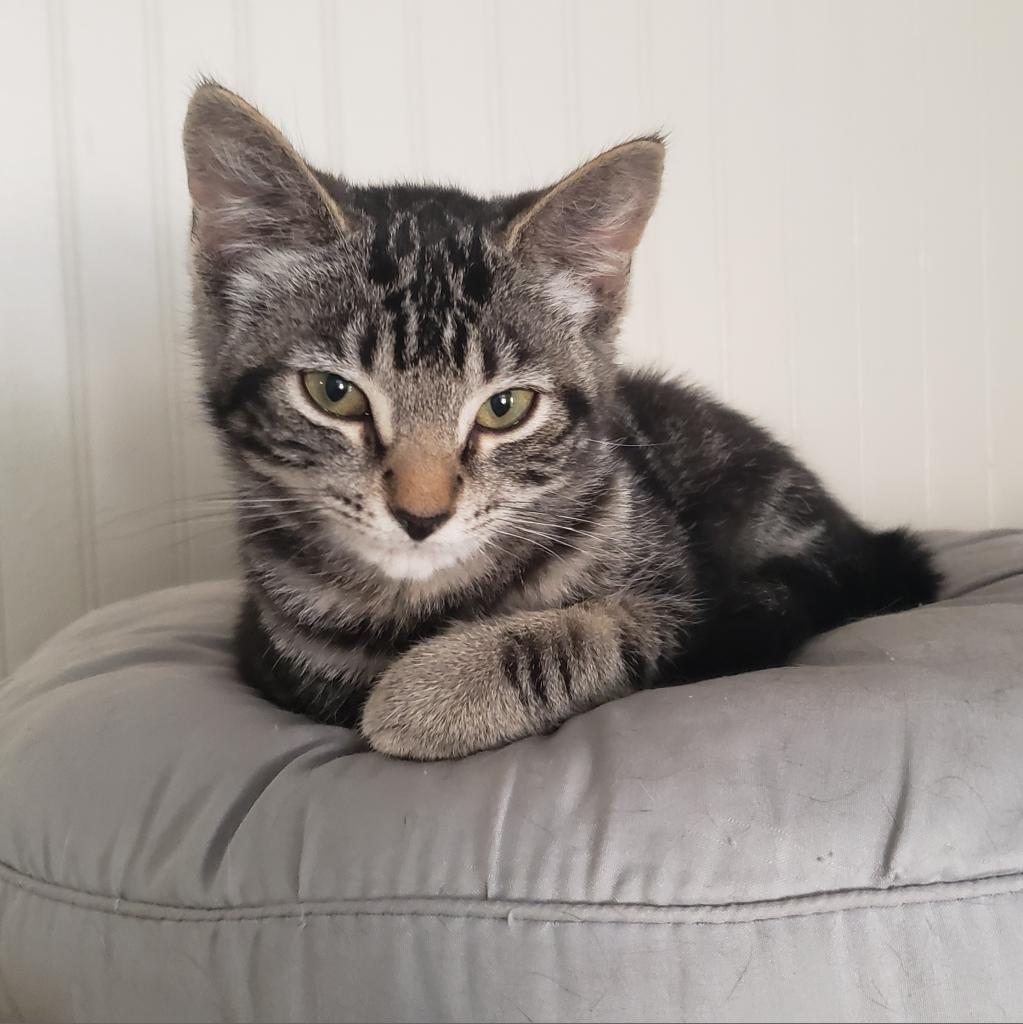 Enlarge Gabriella, a Adoptable Domestic Short Hair in Jacksonville, OR image 1/1