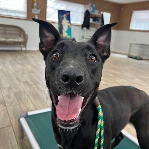 Marbles - (CO), a Adoptable mixed breed in Denver, CO image 2/6