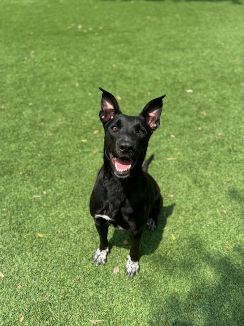 Marbles - (CO), a Adoptable mixed breed in Denver, CO image 6/6