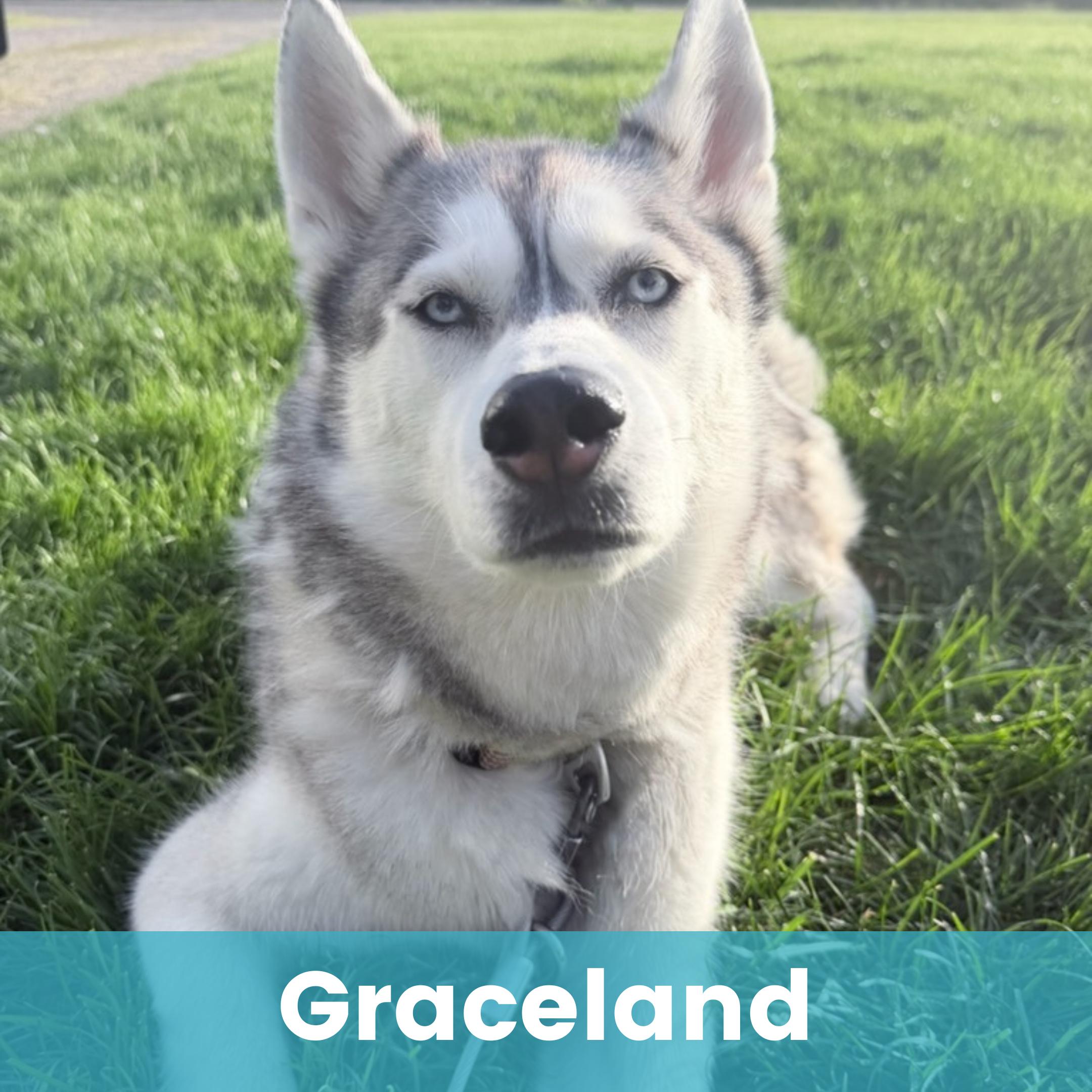 Graceland, adopted, Adult Female Husky.