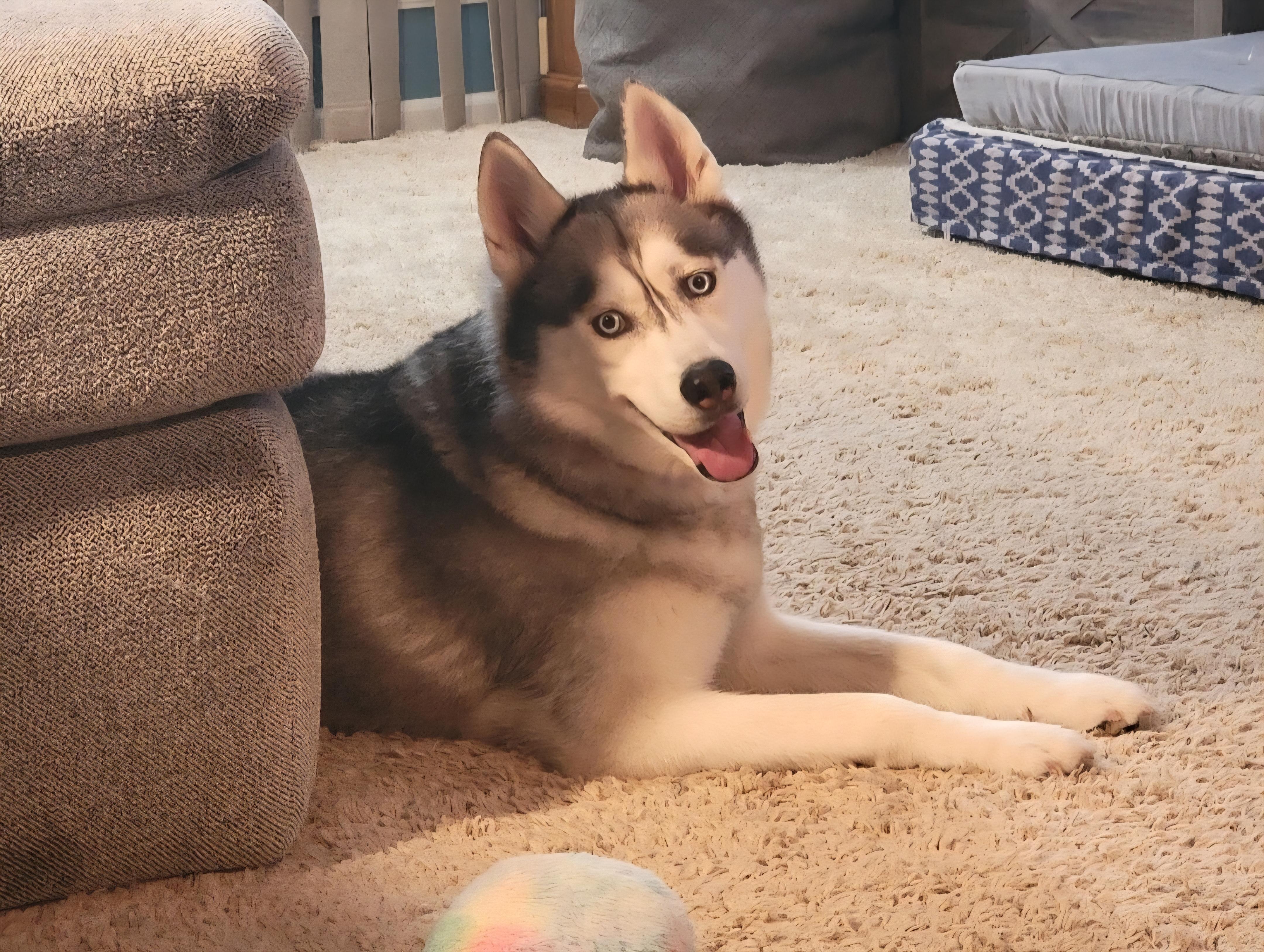 Enlarge Graceland, an adopted mixed breed in Rochester , NY image 6/6