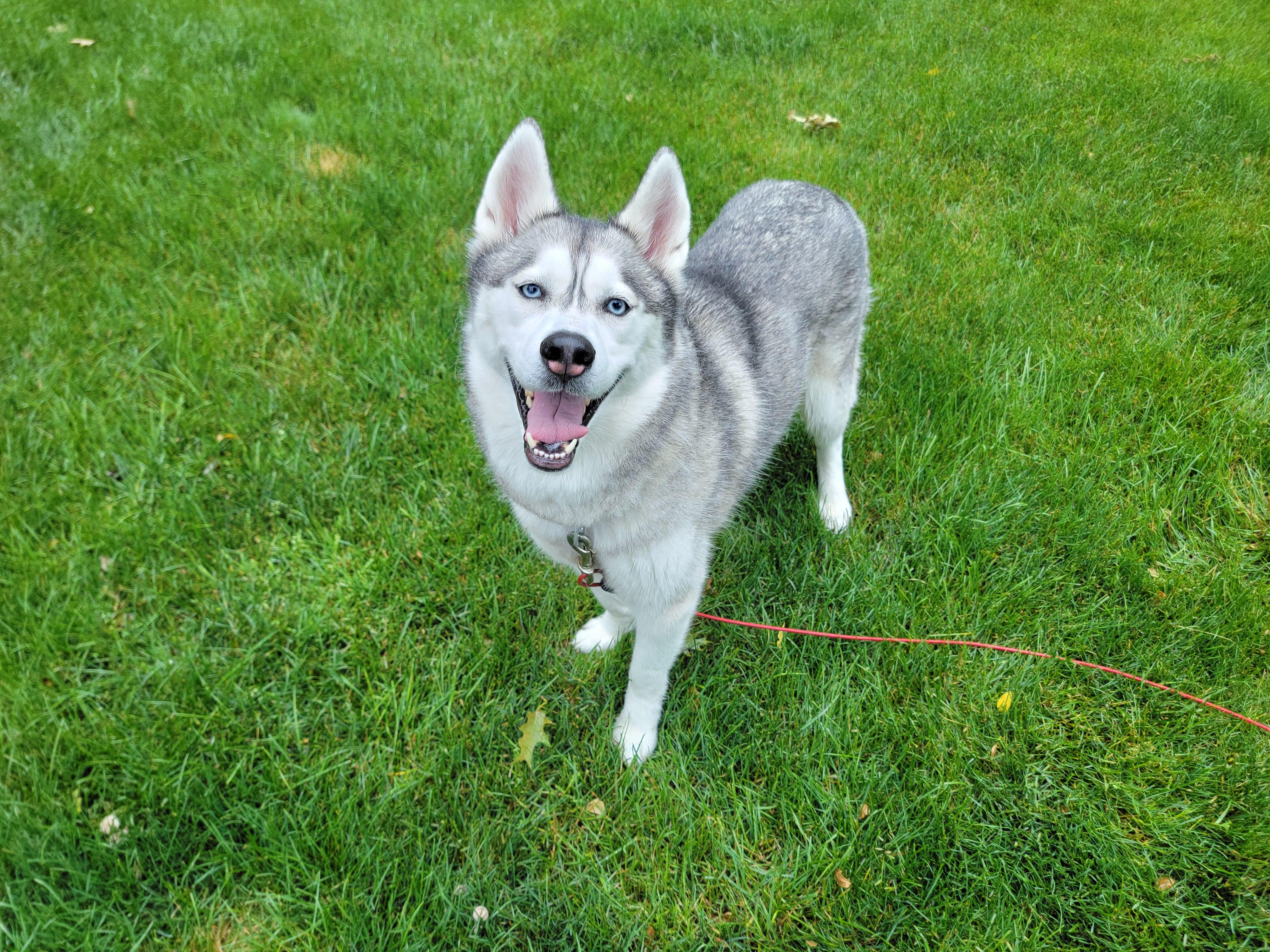 Enlarge Graceland, an adopted mixed breed in Rochester , NY image 3/6