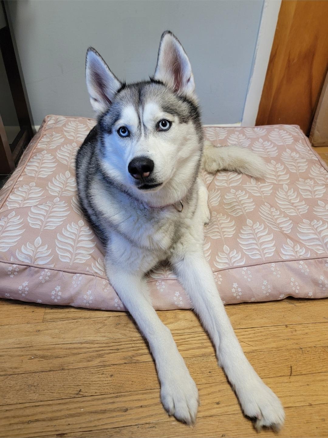 Enlarge Graceland, an adopted mixed breed in Rochester , NY image 5/6