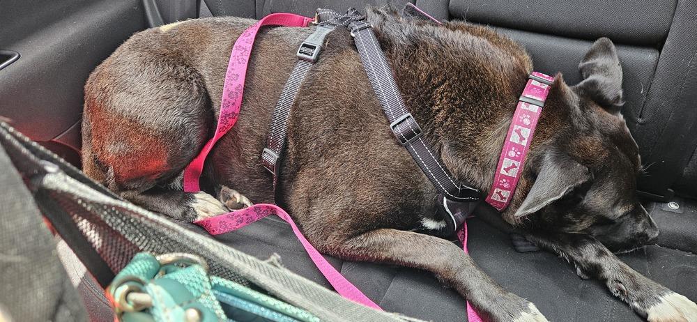 Minnie - Niobe, Adoptable, Adult Female Pit Bull Terrier & Catahoula Leopard Dog.