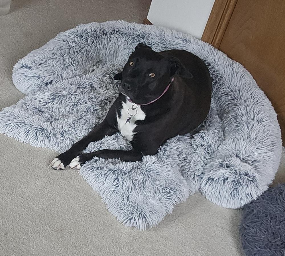 Enlarge Minnie - Niobe, a Adoptable mixed breed in Waunakee, WI image 2/5